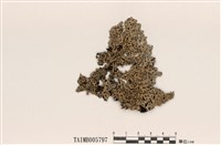 藏品(臺灣歧根梅衣)的圖片